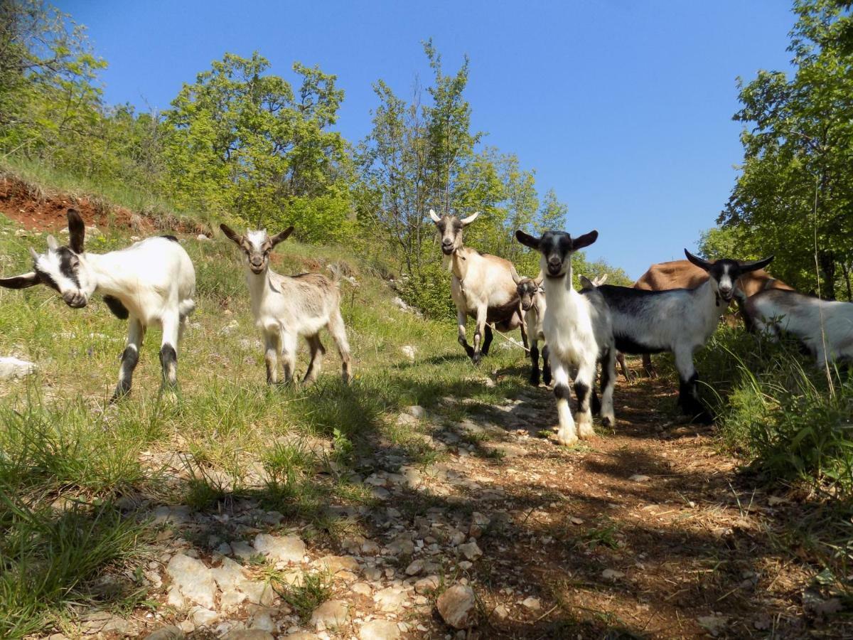 Tinka * Brseč
